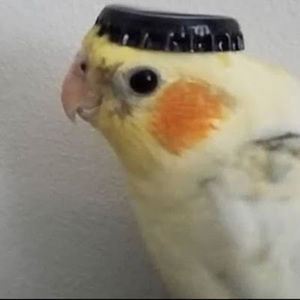 Meet your Posher, Sage